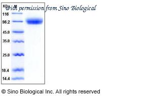 Sino Biological 50451-M08H image 1