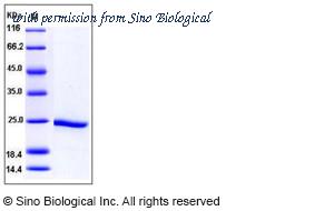 Sino Biological 11445-HNCE image 1