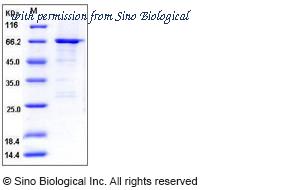 Sino Biological 10523-H09B image 1
