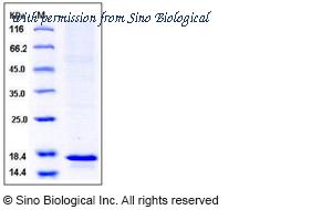 Sino Biological 11622-H08B image 1