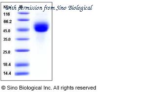 Sino Biological 11684-V08H1 image 1