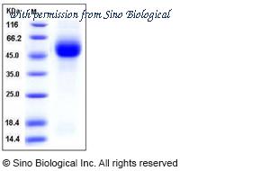 Sino Biological 11685-V08H1 image 1