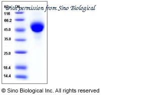 Sino Biological 11686-V08H1 image 1