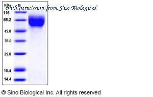 Sino Biological 11687-V08H1 image 1