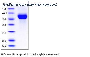 Sino Biological 11690-V08H1 image 1