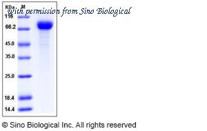 Sino Biological 11703-V08H image 1