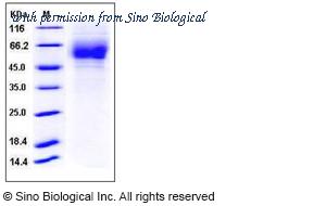 Sino Biological 11703-V08H1 image 1