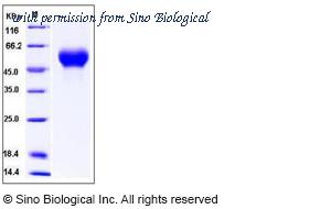 Sino Biological 11701-V08H1 image 1