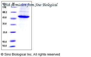 Sino Biological 10902-H07B image 1