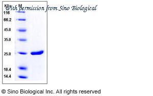 Sino Biological 11695-V08E image 1
