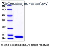 Sino Biological 11426-H07E image 1