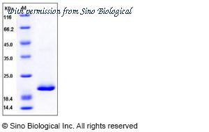 Sino Biological 50170-M08H image 1