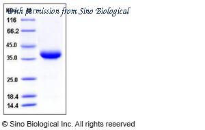 Sino Biological 50464-M08H image 1
