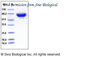 Sino Biological 11342-H08H image 1