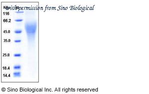 Sino Biological 11620-H08H image 1