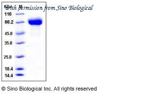 Sino Biological 50418-M08H image 1