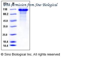 Sino Biological 10529-H08H image 1