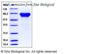 Sino Biological 50613-M03H image 1