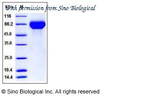Sino Biological 50271-M08H image 1