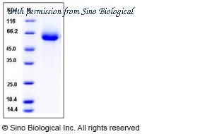 Sino Biological 11728-H08H image 1