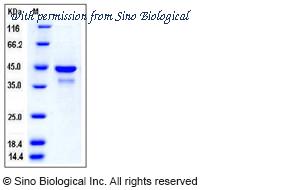 Sino Biological 11410-H07E image 1