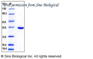 Sino Biological 11592-H07E image 1