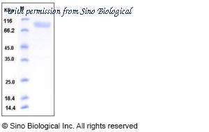 Sino Biological 50408-M08H image 1
