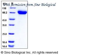 Sino Biological 11694-V08H image 1