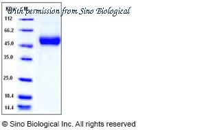 Sino Biological 11721-V08H1 image 1