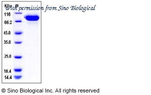 Sino Biological 11972-V08H image 1