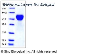 Sino Biological 11706-V08H1 image 1