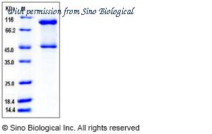Sino Biological 50625-M08B image 1