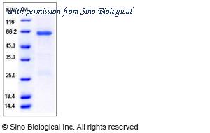 Sino Biological 10731-H09B image 1