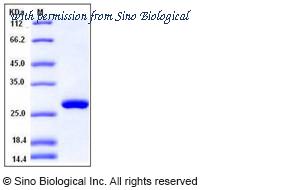 Sino Biological 11970-H08H image 1