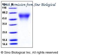 Sino Biological 50620-M08H image 1