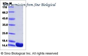 Sino Biological 50265-M07E image 1