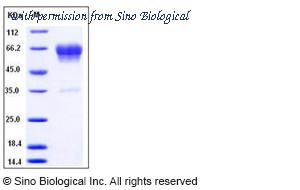 Sino Biological 50526-M02H image 1