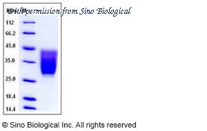 Sino Biological 50526-M08H image 1