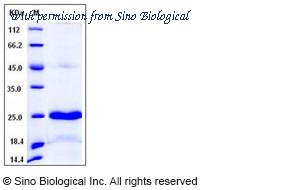 Sino Biological 11596-H08H image 1