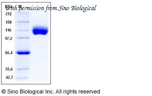 Sino Biological 10811-H08H image 1