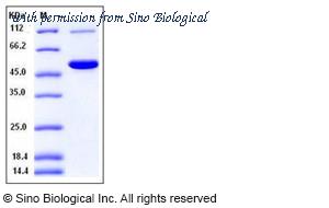 Sino Biological 50515-M08H image 1