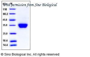 Sino Biological 50553-M08H image 1