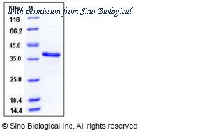Sino Biological 10469-H08E image 1