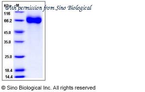Sino Biological 11033-H07H image 1