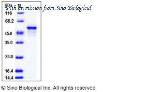 Sino Biological 11552-HNCE image 1