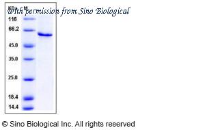 Sino Biological 50565-M08B image 1