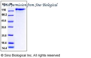Sino Biological 10322-H08H image 1