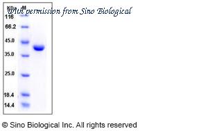 Sino Biological 12072-H08H image 1