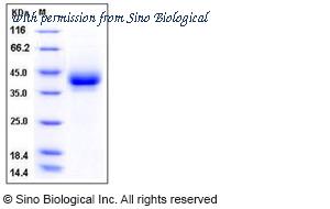 Sino Biological 50486-M07H image 1