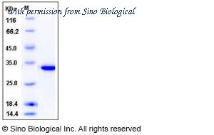 Sino Biological 10461-H08E image 1